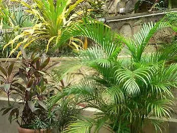 Coblentz Inn Boutique Hotel Belmont